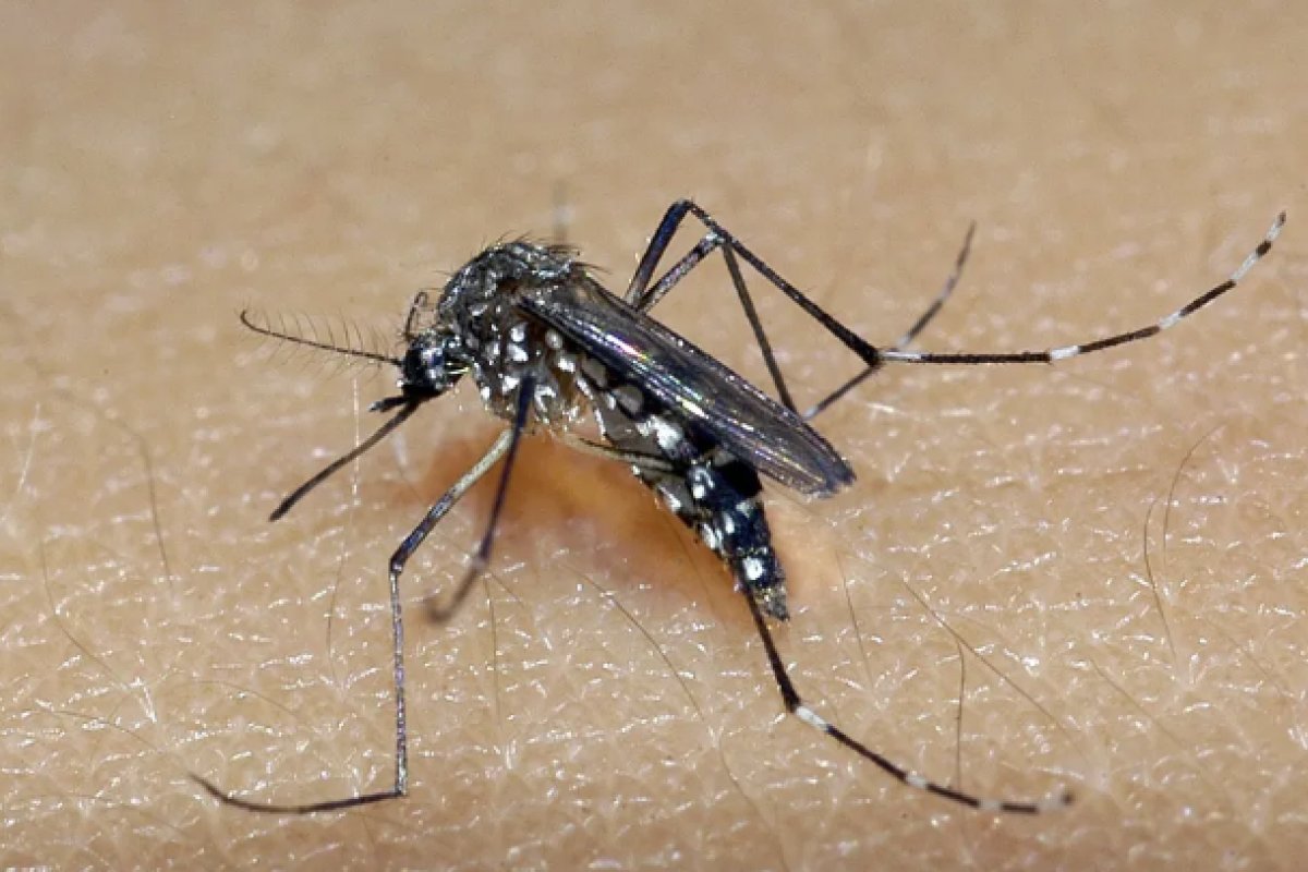[Brasil ultrapassa 2.400 mortes por dengue e mais de 4,5 milhões de casos prováveis]